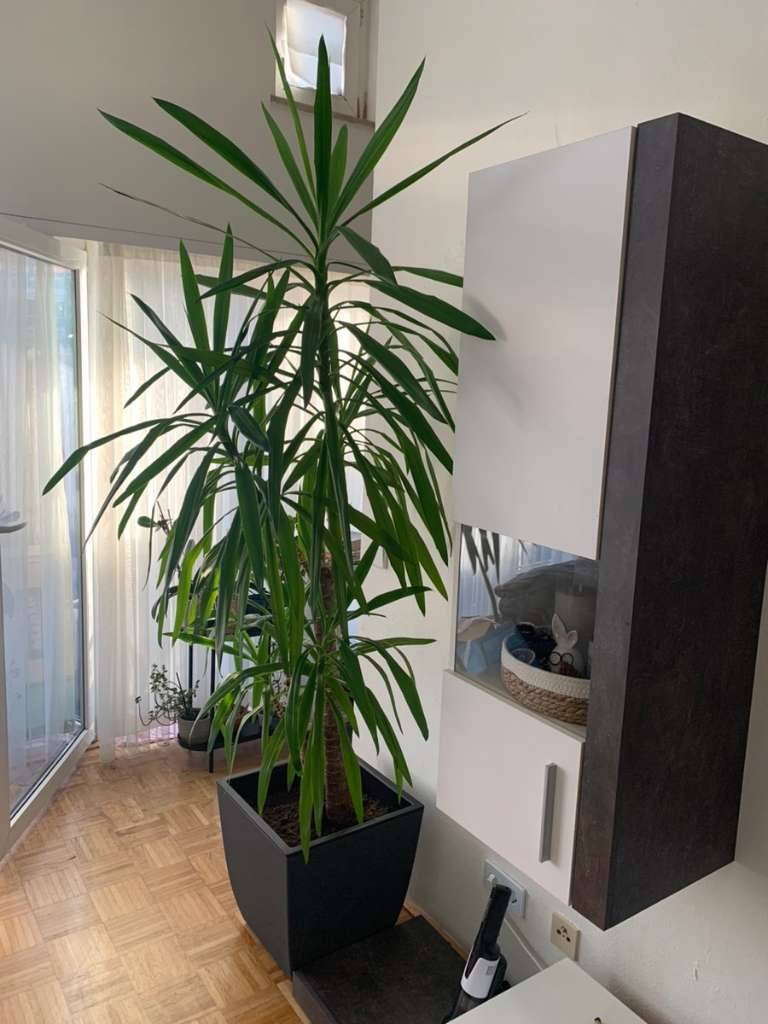 Riesen-Palmlilie Yucca 2er ca 1,75m,  250,- (5400 Hallein) - willhaben