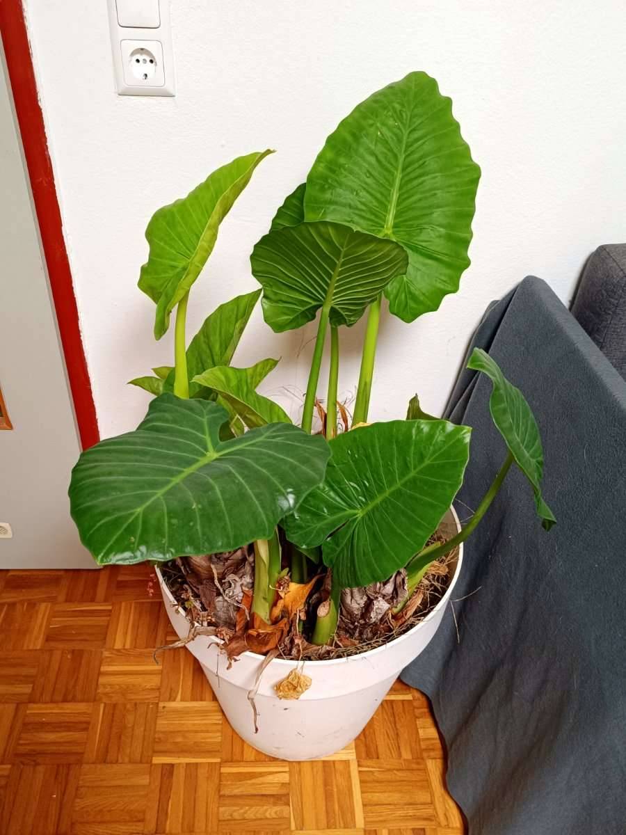 Groes Elefantenohr (Alocasia) mit Topf - mehrere Ableger,  45,- (3370  Ybbs an der Donau) - willhaben