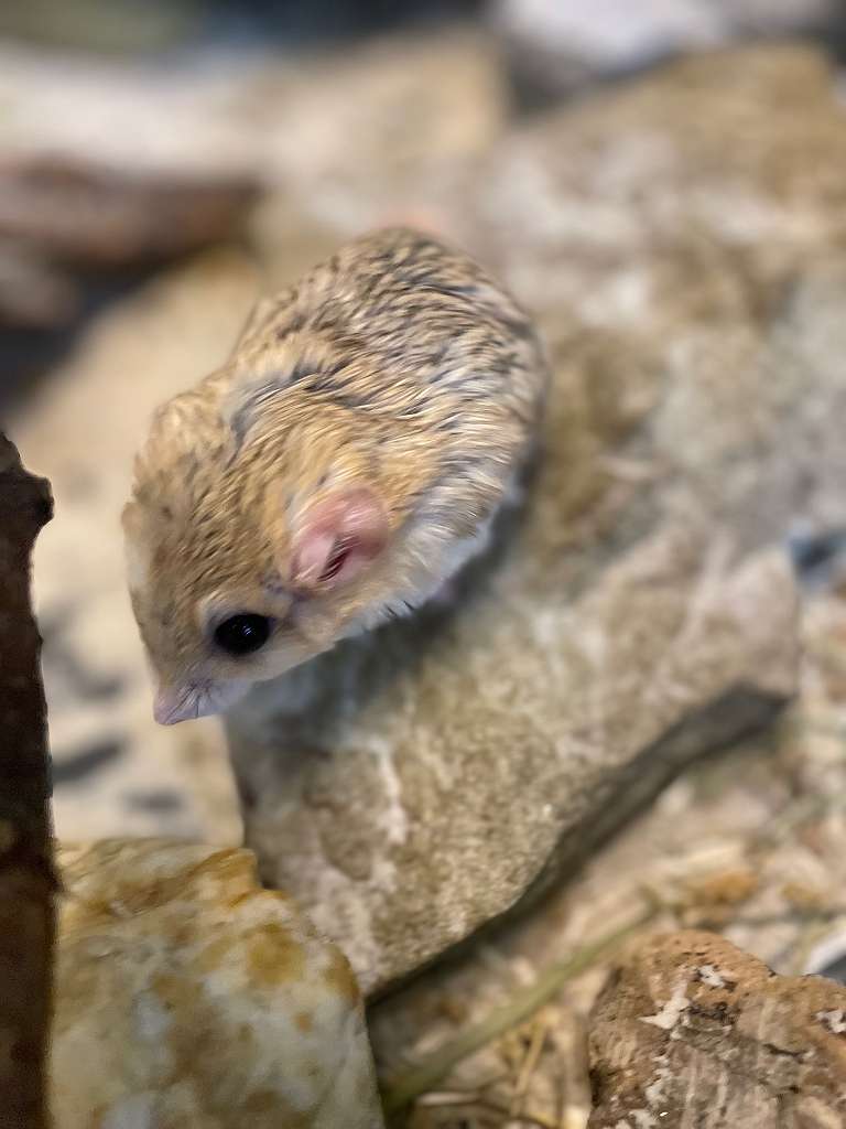 Ratten / Mäuse - Willhaben