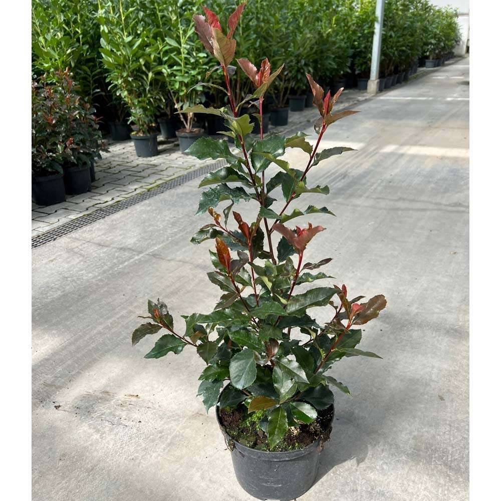 GLANZMISPEL- PHOTINIA 'Red Robin' aus sterreich! Attraktiv rotes Laub,  immergrn, fr blickdichte Hecken!,  11,92 (1150 Wien) - willhaben