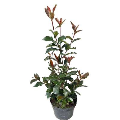 GLANZMISPEL- PHOTINIA 'Red Robin' aus sterreich! Attraktiv rotes Laub,  immergrn, fr blickdichte Hecken!,  11,92 (1150 Wien) - willhaben