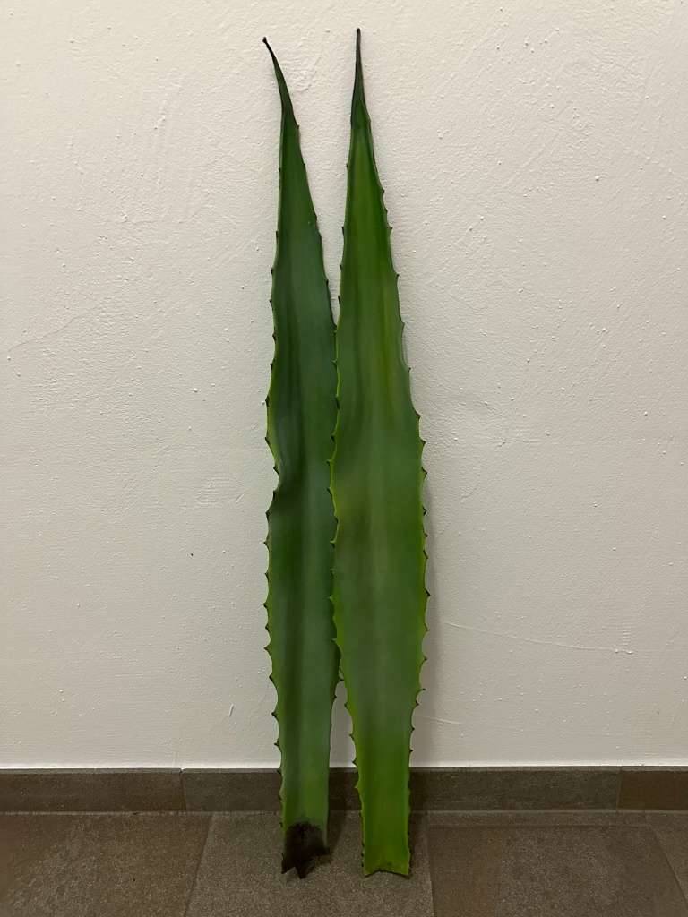 Aloe Vera Bltter Deko Bltter - ca. 80cm,  5,- (6020 Innsbruck) -  willhaben
