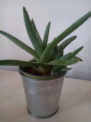 Aloe Vera Ableger kaufen - willhaben