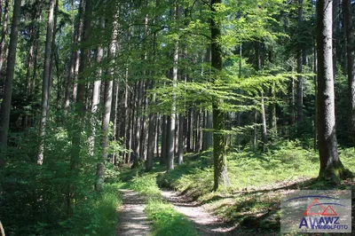 Grundstück kaufen in Wels-Land – 25 000 m² – Bild 2 von 2