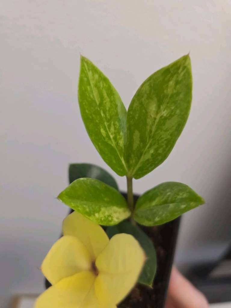 Zamioculcas zamiifolia variegata,  35,- (1180 Wien) - willhaben