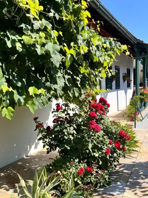 7-Zimmer-Haus kaufen in Oberwart – 219 m², € 520.000 – Bild 42 von 54