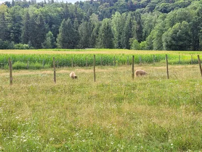 Grundstück kaufen in Hartberg-Fürstenfeld – 8 742 m², € 69.000 – Bild 20 von 21