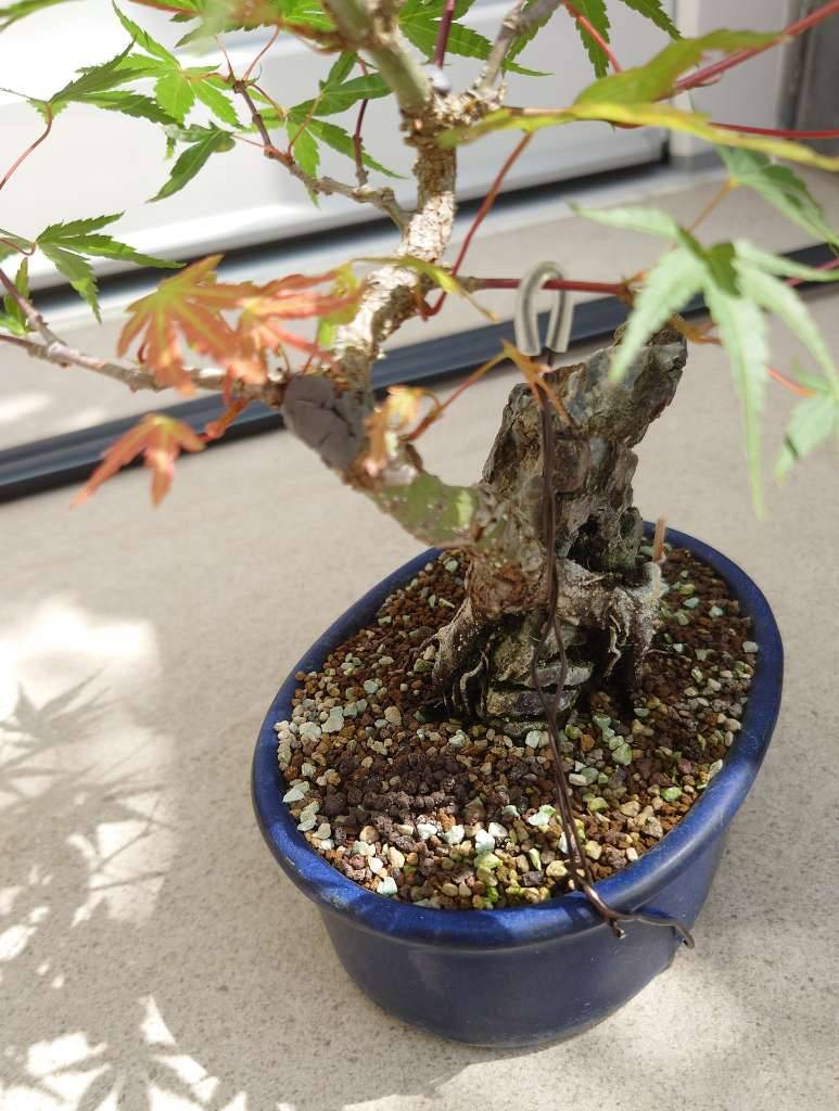 Japanischer Fcherahorn Arakawa (Acer Palmatum Arakawa) Bonsai,  49,-  (1230 Wien) - willhaben