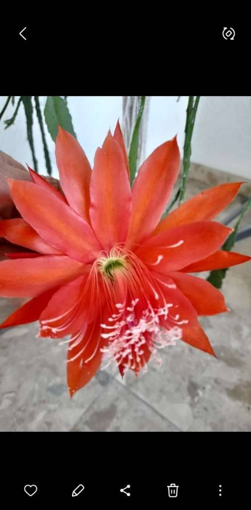 Epiphyllum, Blattkaktus, mit groen herrlichen Blten rot mit orangem  Streifen, noch 2 Topferl 12cm, mit vielen Trieben abzugenen, bereits  bewurzelt und frisch austreibend! Letzten 2 Bilder Mutterpflanze,  10,-  (8075 Hart bei Graz) - willhaben
