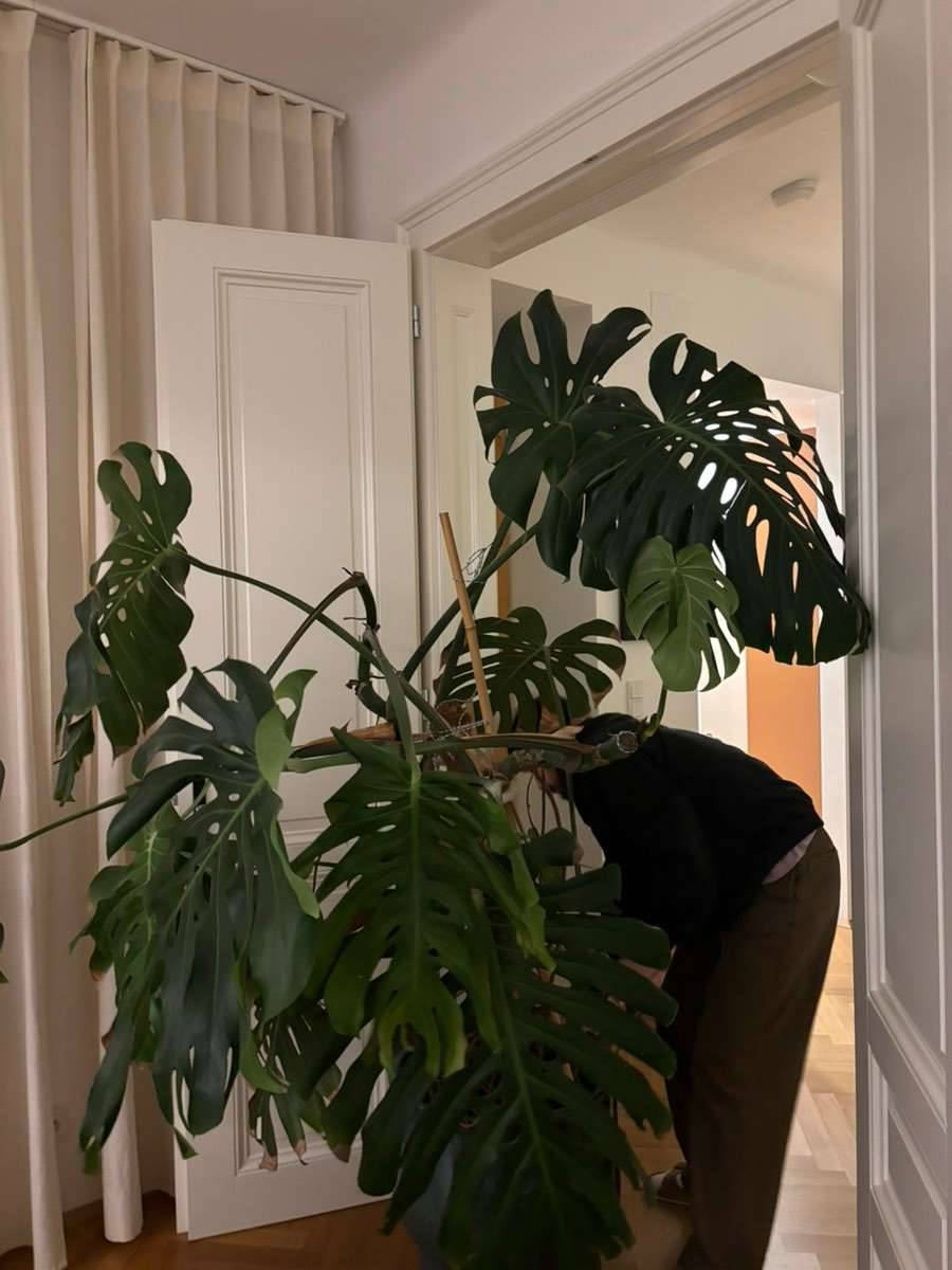 monster monstera Mint Monstera White Monster Low Color Large