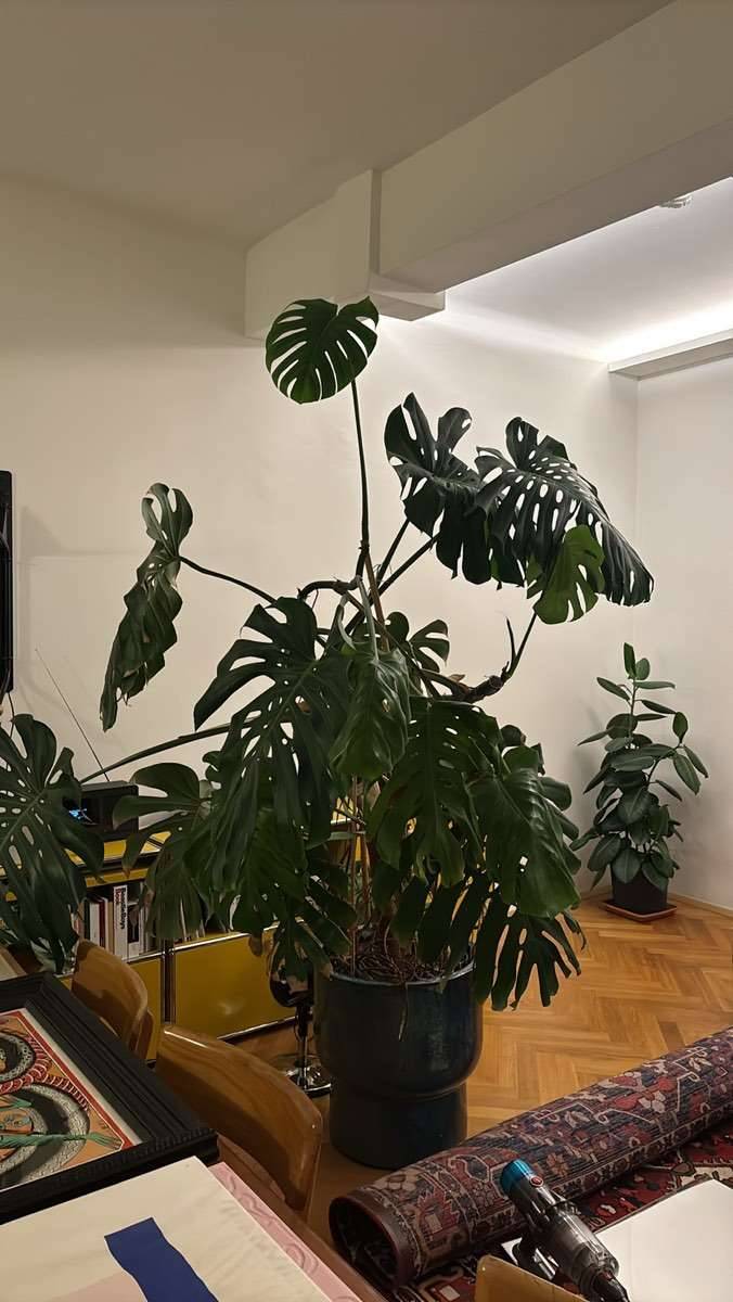 philodendron golden serratum Philodendron Golden Saw  Tropical Houseplant