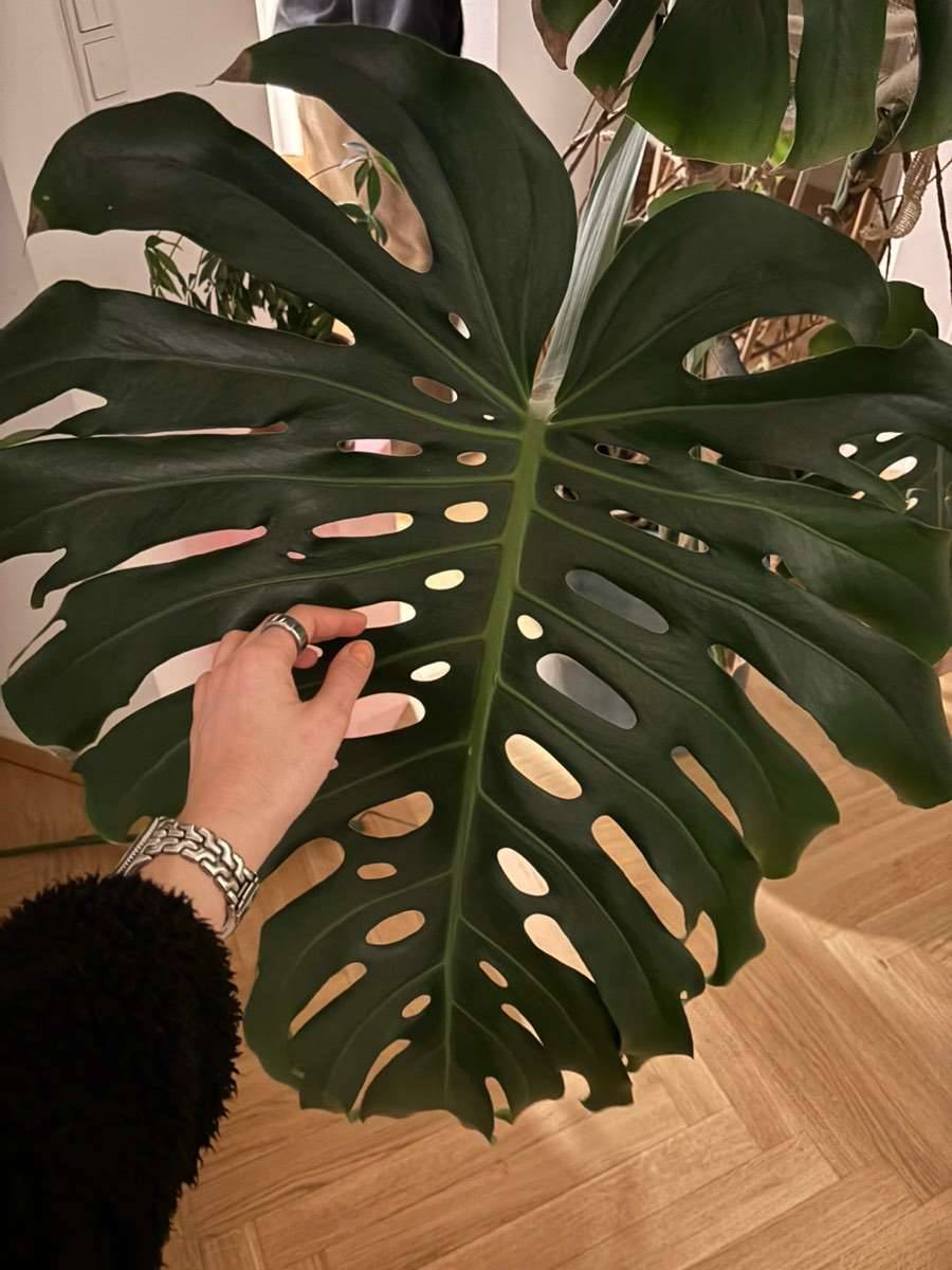 philodendron gloriosum large Philodendron gloriosum 'Big' — Ecuagenera Orquídeas del Ecuador