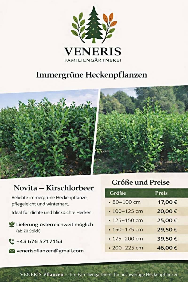 Kirschlorbeer, Eibe, Zypresse, Glanzmispeln Heckenpflanzen,  9,10 (8800 )  - willhaben