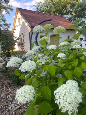 Wohnung mieten in Hollabrunn – 50 m², € 800 – Bild 2 von 9