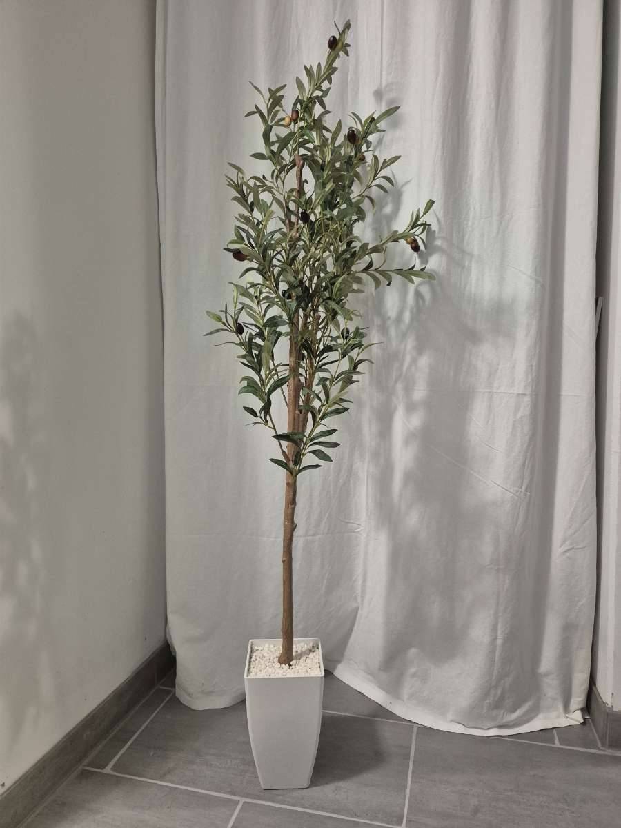 wie groß muss der topf für einen olivenbaum sein Olea Europaea Olivenbaum – vielgrün