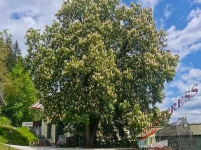 6-Zimmer-Haus kaufen in Bruck-Mürzzuschlag – 150 m², € 595.000 – Bild 58 von 65