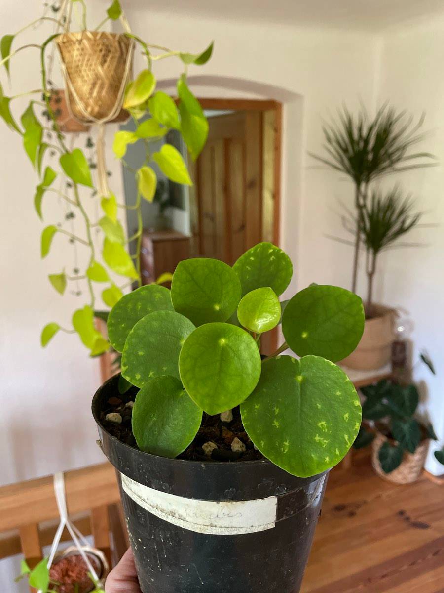 Pilea Peperomioides, Ufopflanze, Chinesischer Geldbaum,  8,- (4201  Gramastetten) - willhaben