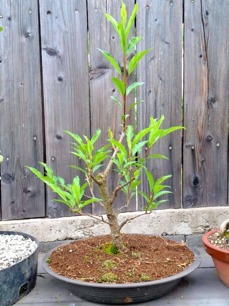 Forsythie Bonsai,  20,- (2130 Mistelbach) - willhaben