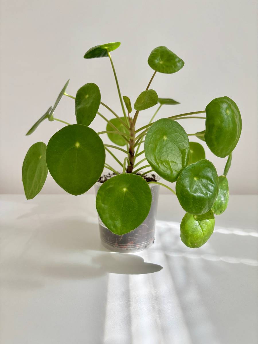 zimmerpflanzen flammendes kthchen Flammendes Kthchen Kalanchoe Rosalina Don Zimmerpflanze 14cm