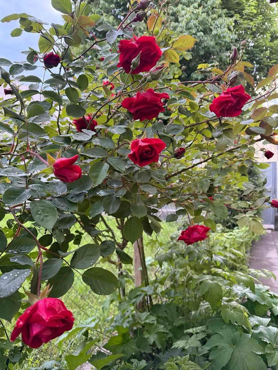 Provisionsfrei!! Exklusives Einfamilienhaus mit vielseitigem Potenzial in ruhiger Bestlage von Salzburg - Widok 3