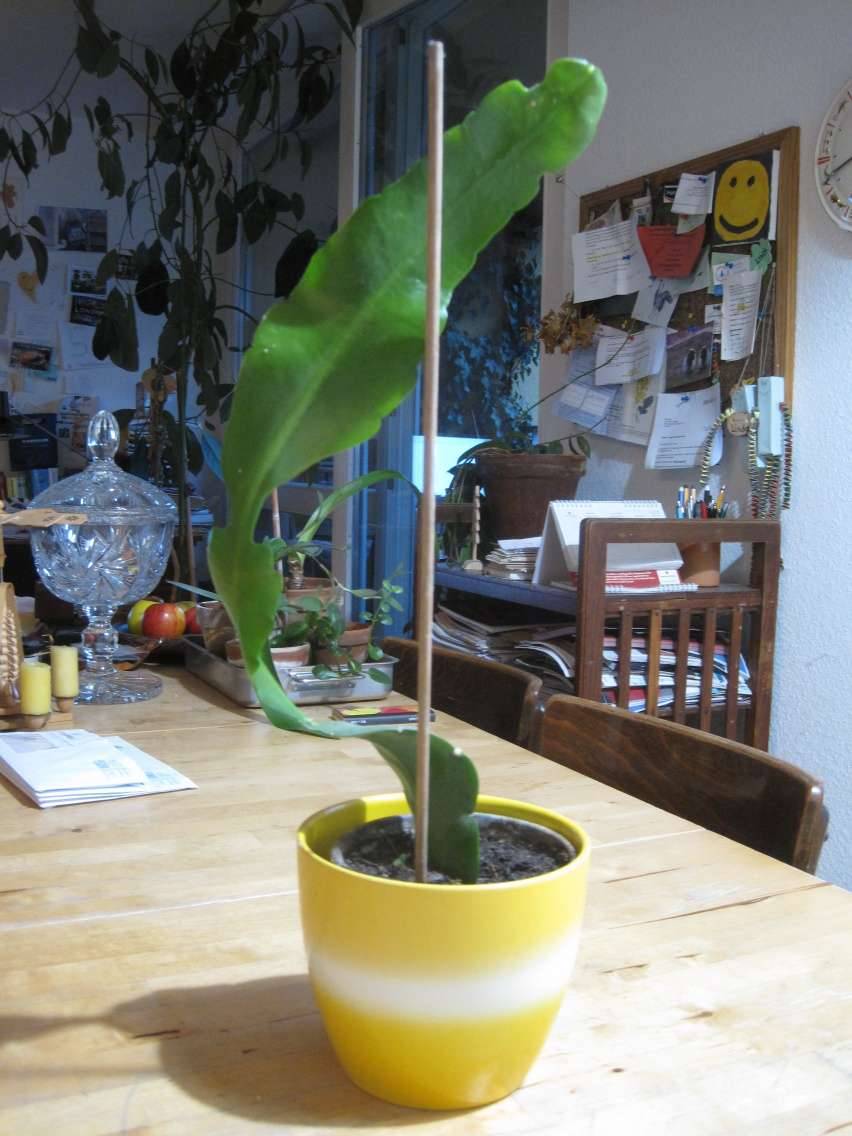 Blattkaktus - Orchideenkaktus - Preis inklusive bertopf - Preisvorschlag,   6,- (1230 Wien) - willhaben
