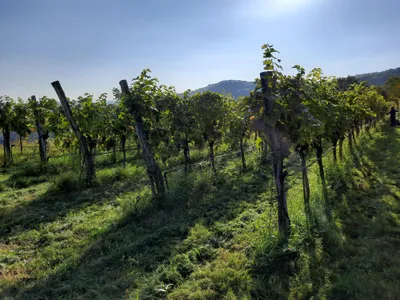 Grundstück kaufen in Krems an der Donau – 1 622 m², € 40.000 – Bild 3 von 8