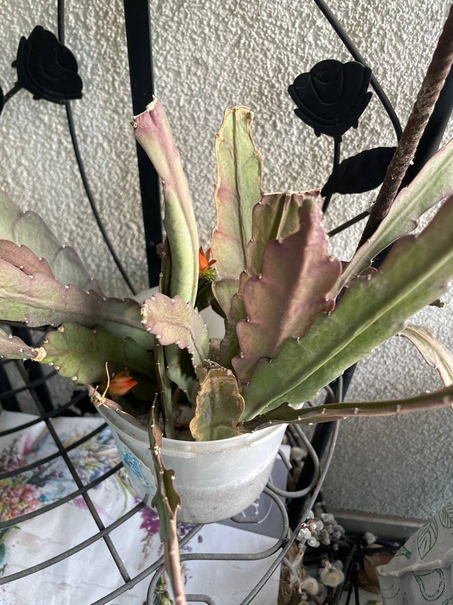 Ableger Epiphyllum (Blattkaktus), bewurzelt,  1,- (8042 Graz) - willhaben