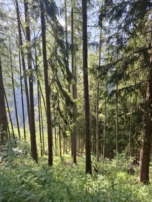 Immobilie kaufen in Bruck-Mürzzuschlag – 132 594 m² – Bild 1 von 7