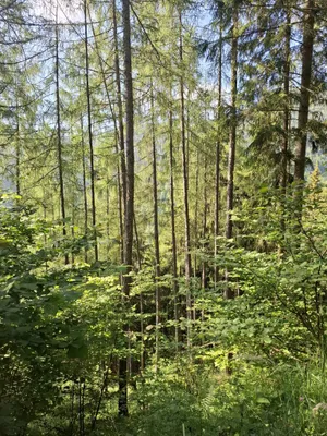 Immobilie kaufen in Bruck-Mürzzuschlag – 132 594 m² – Bild 2 von 7