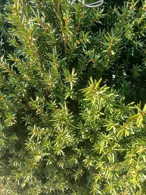 Hecke, Eibe, Hillii, Strucher, Gartenzaun, Zaun, Pflanze, Sichtschutz,   115,- (6091 Gtzens) - willhaben