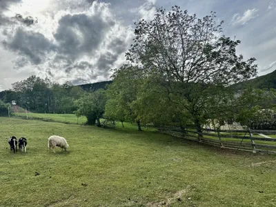 Grundstück kaufen in Neunkirchen – 1 001 m², € 115.000 – Bild 4 von 6