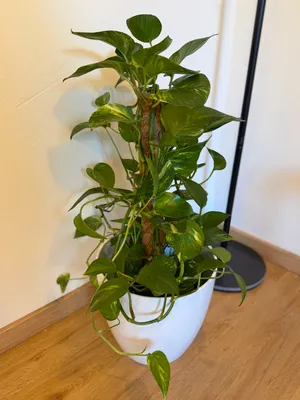 1-Zimmer-Gewerbeimmobilie mieten in Urfahr-Umgebung – 15 m², € 600 – Bild 7 von 15