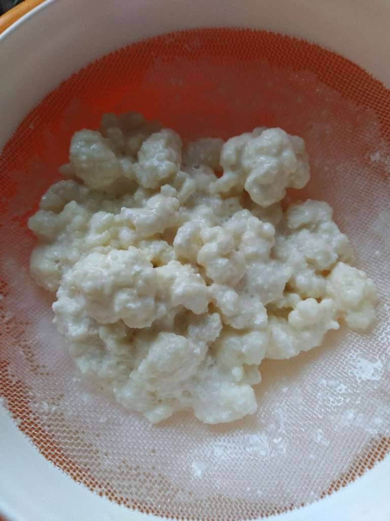 Tibetischer Bio-Milchkefir, Kefirknolle