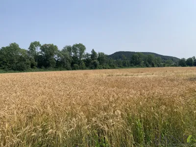 Immobilie kaufen in Neunkirchen – 314 000 m², € 1.980.000 – Bild 6 von 9