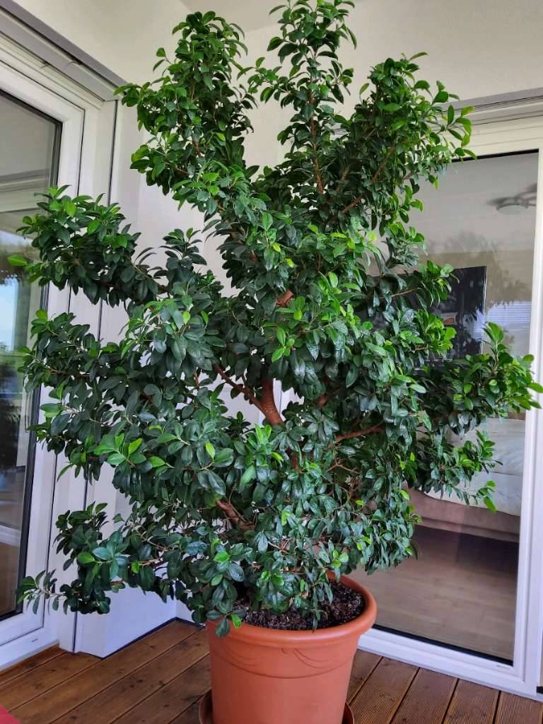 bonsai plants online Bonsai Trees | Lexington, KY