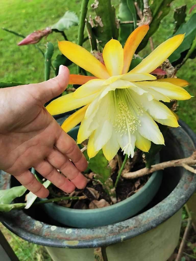 Epiphyllum Blattkaktus "Andromeda",  8,- (9500 Dobrova) - willhaben