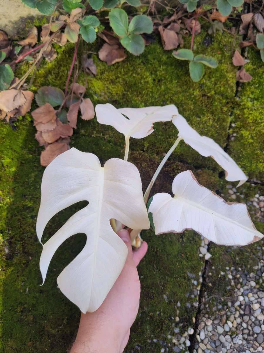 monstera deliciosa variegata komplett wei Ableger,  40,- (5020 Salzburg)  - willhaben