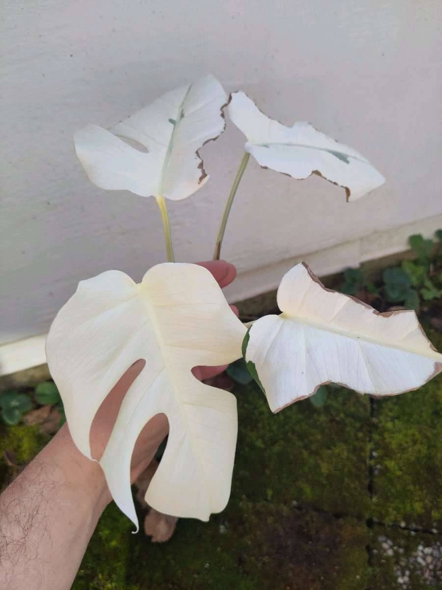 monstera deliciosa variegata komplett wei Ableger,  40,- (5020 Salzburg)  - willhaben