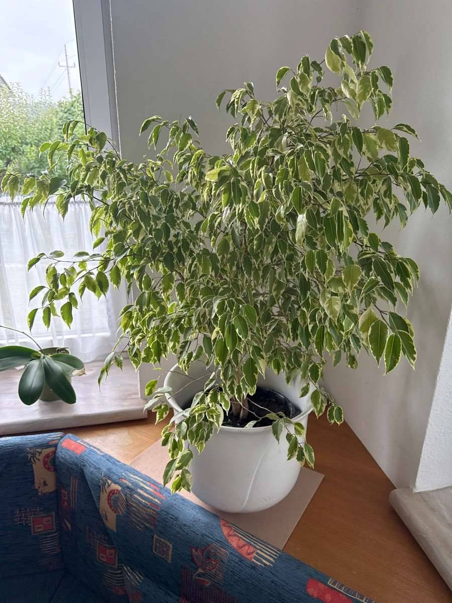 Ficus benjamina birkenfeige,  70,- (4523 Neuzeug) - willhaben