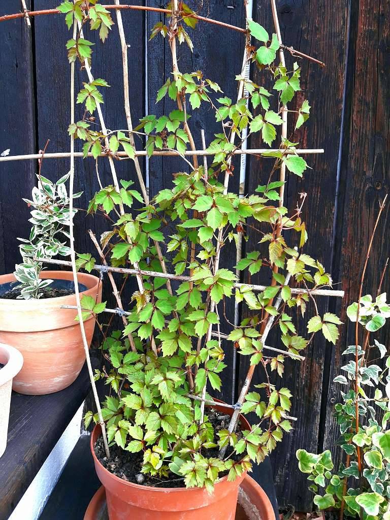 Wilder Wein ca.1m hoch,  9,- (3100 St. Plten) - willhaben