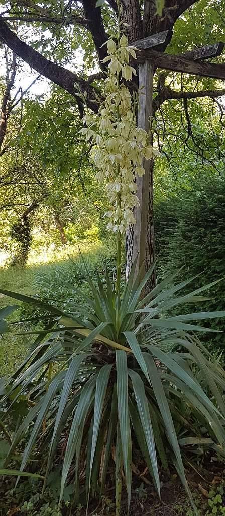 Yucca Palmlilie kaufen - willhaben