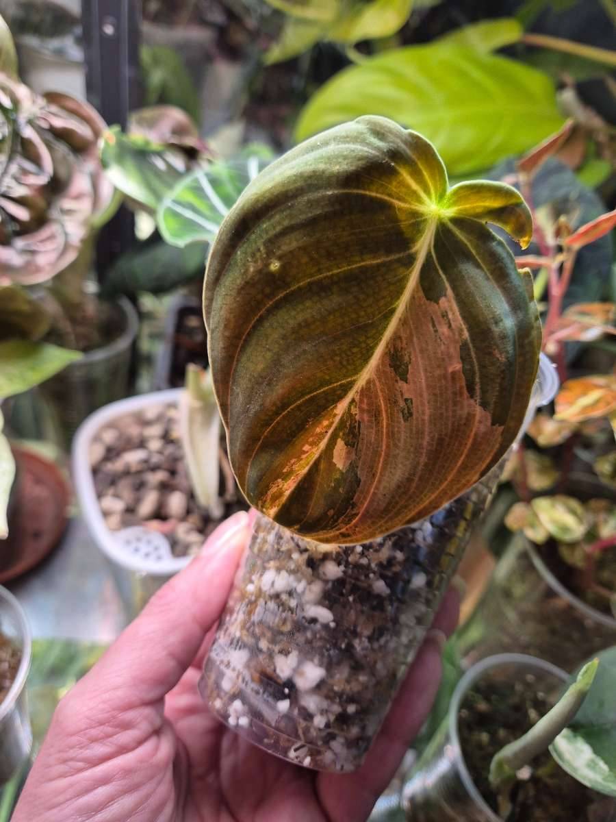 Philodendron melanochrysum variegata Steckling,  23,- (1220 Wien) -  willhaben