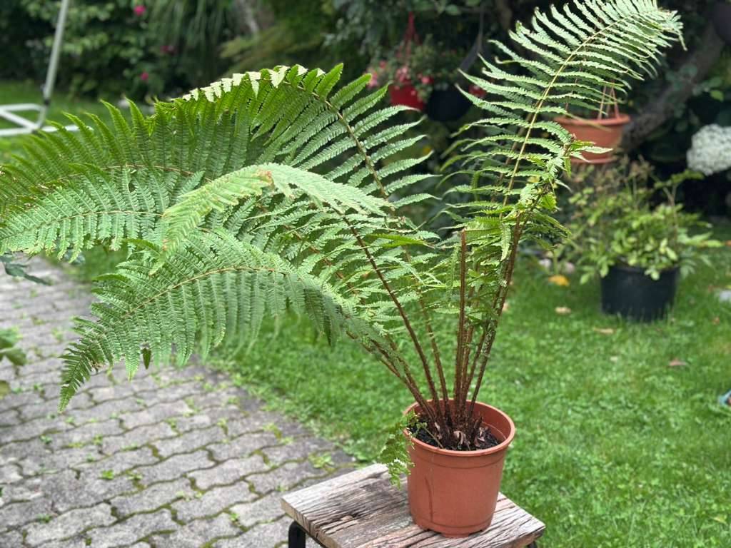 Farn sehr gro, Staude, winterhart,  9,- (5020 Salzburg) - willhaben