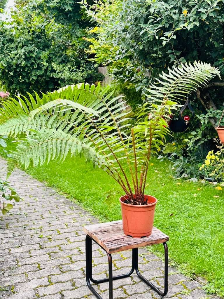 kstliche fensterblatt Monstera deliciosa