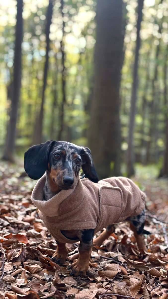 platium hundefutter Platinum Hundefutter Iberico+Greens kaufen hoher Fleischanteil   fress-express.de