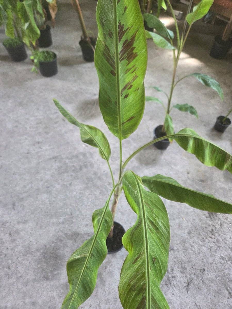 Bananenpflanze variegata,  110,- (4492 Hofkirchen im Traunkreis) -  willhaben