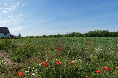 Grundstück kaufen in Neusiedl am See – 559 m², € 145.000 – Bild 4 von 5