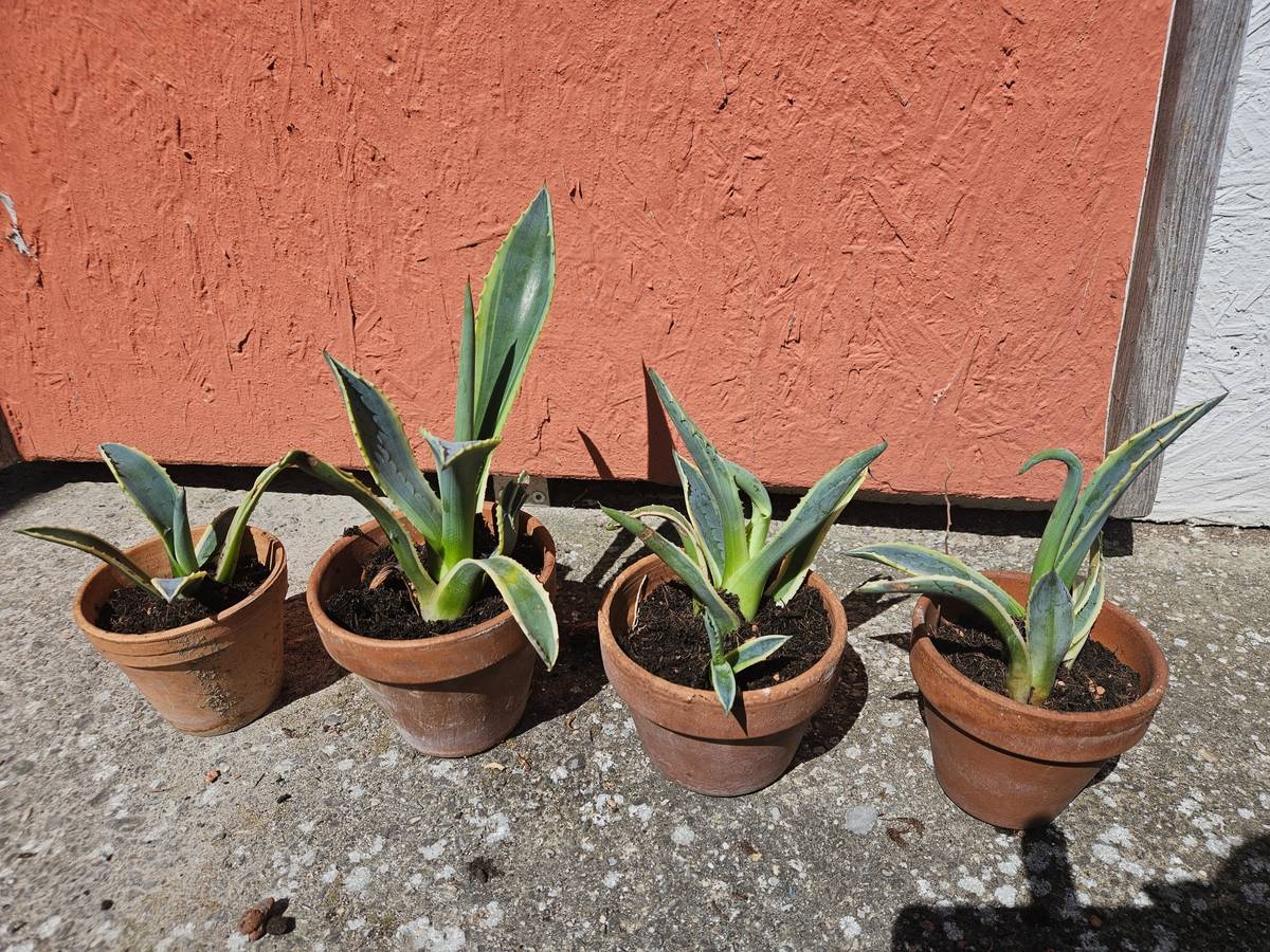 Kakteen - Agave,  3,- (7033 Pttsching) - willhaben