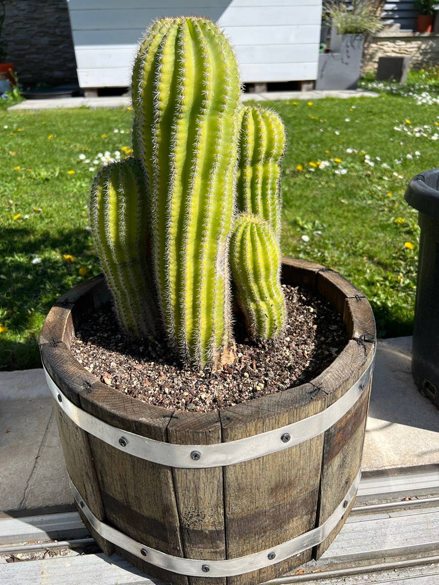 wie oft muss man einen kaktus gießen Tipps zur Pflege deiner Pflanze : Cactus – PflanzenFuerAlle main image 1