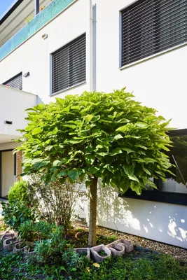 3-Zimmer-Wohnung kaufen in Wien – 75 m², € 499.500 – Bild 5 von 75